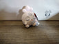 jazwares 5 inch sleeping pokemon plushies